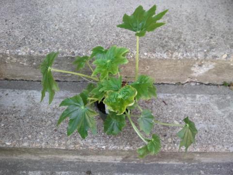 B. ‘Green Giant’